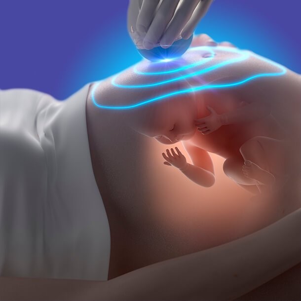 Second Trimester  3D Animated Pregnancy Guide 